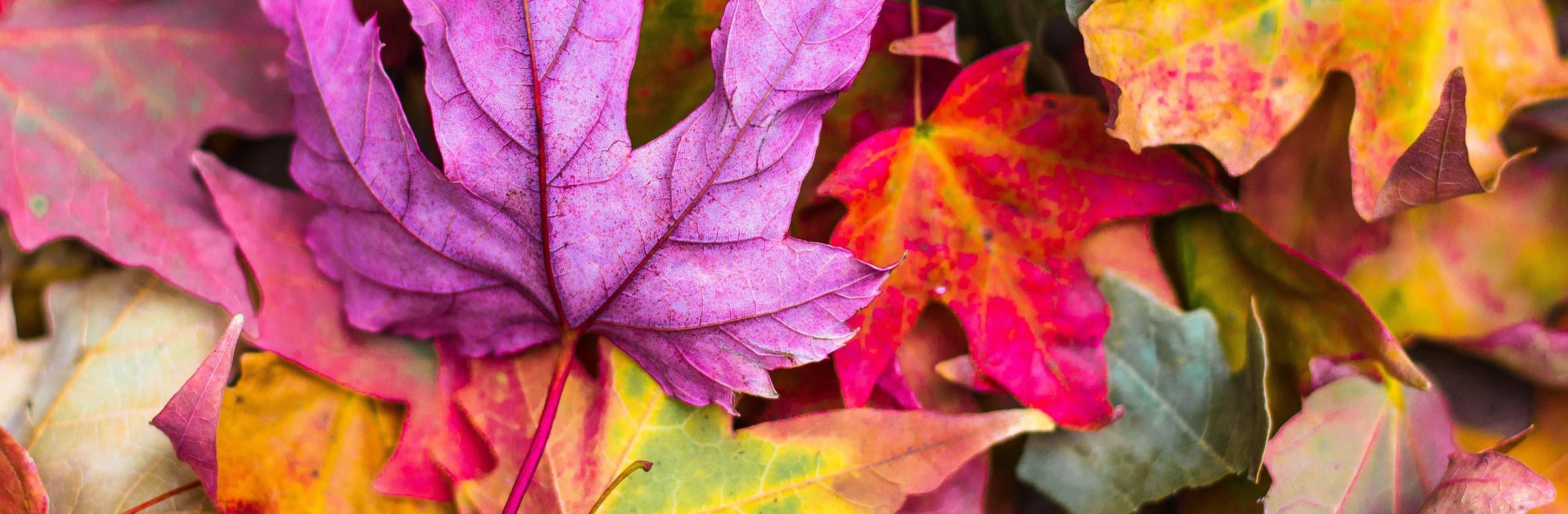 Autumn Launch: PHP 8, Autoloading Performance, Deprecation Tracking, Alerting Improvements